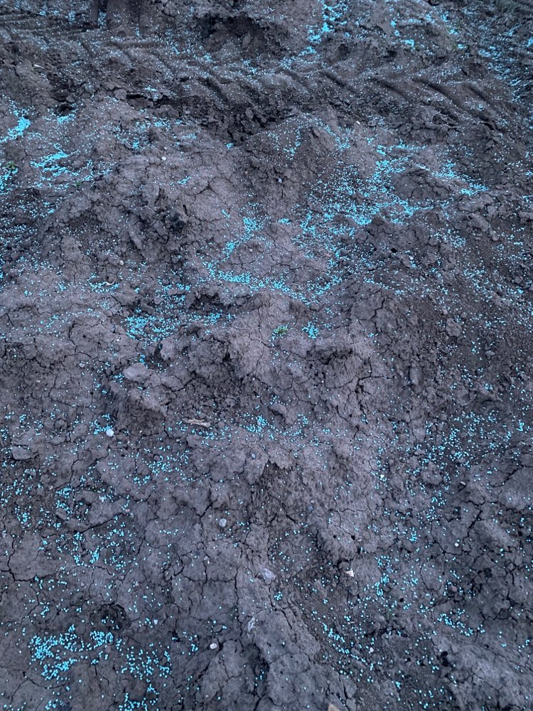 Giftköder-Blaukorn-Profilbild