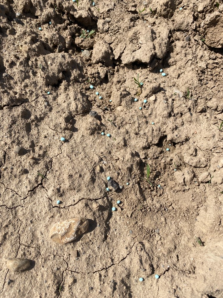 Giftköder-Blaukorn-Profilbild