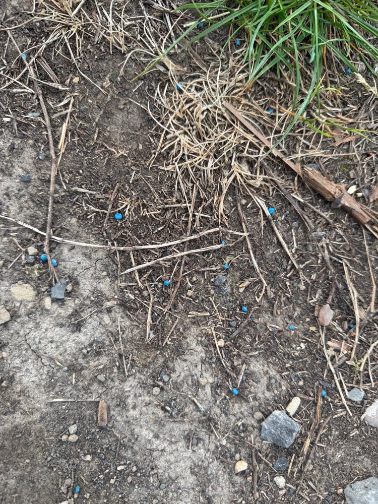 Giftköder-Blau Schneckenkorn-Profilbild