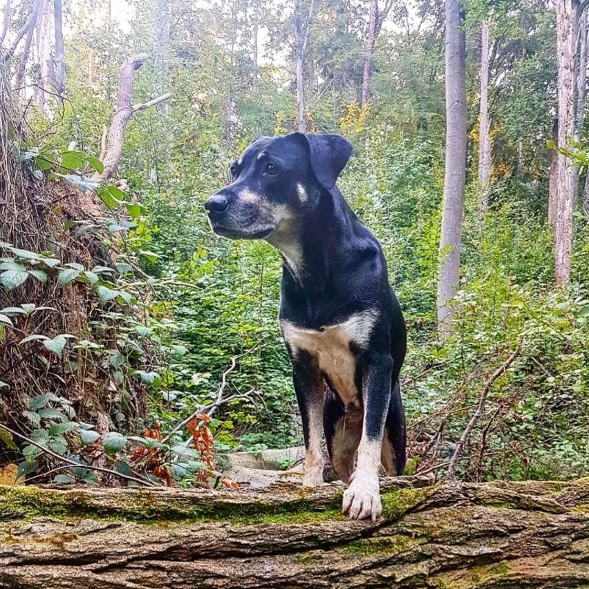 Hundetreffen-Suchen Hundefreunde-Profilbild