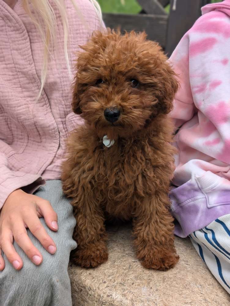 Hundetreffen-Welpentreff in Köln Esch-Profilbild