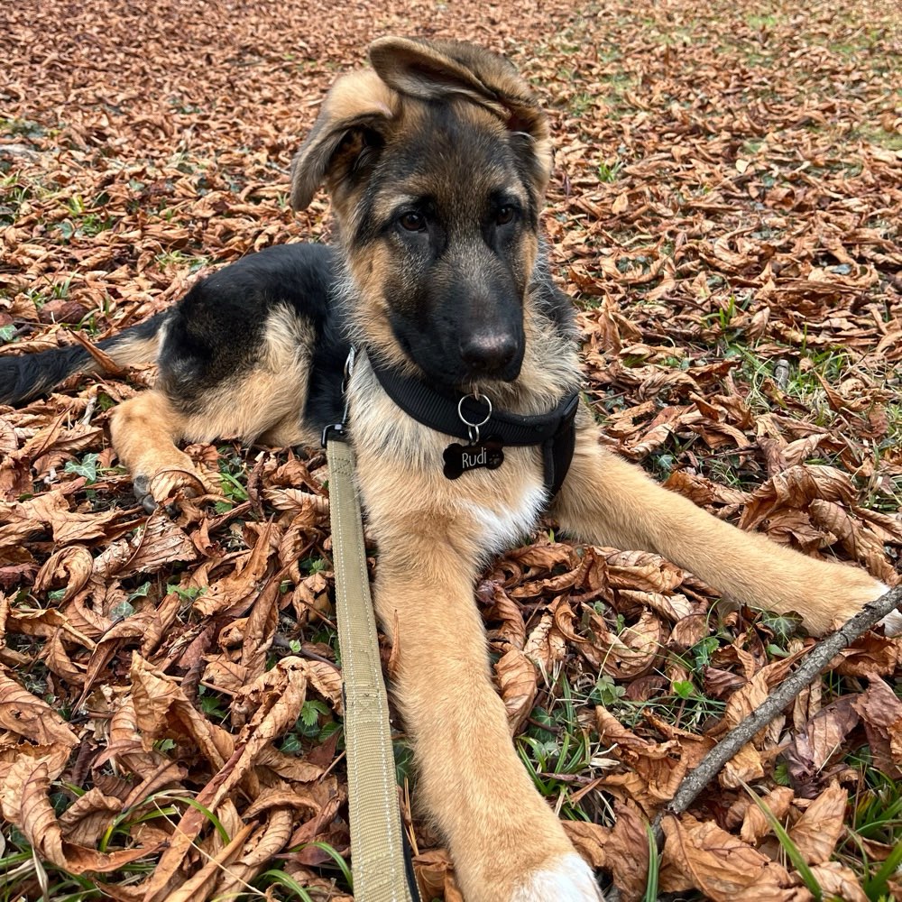 Hundetreffen-Welpentreffen-Profilbild