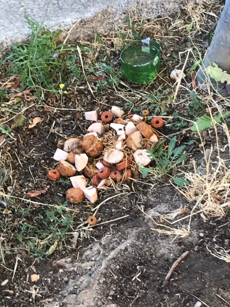 Giftköder-Ausglegtes Futter und Würstchen!-Profilbild