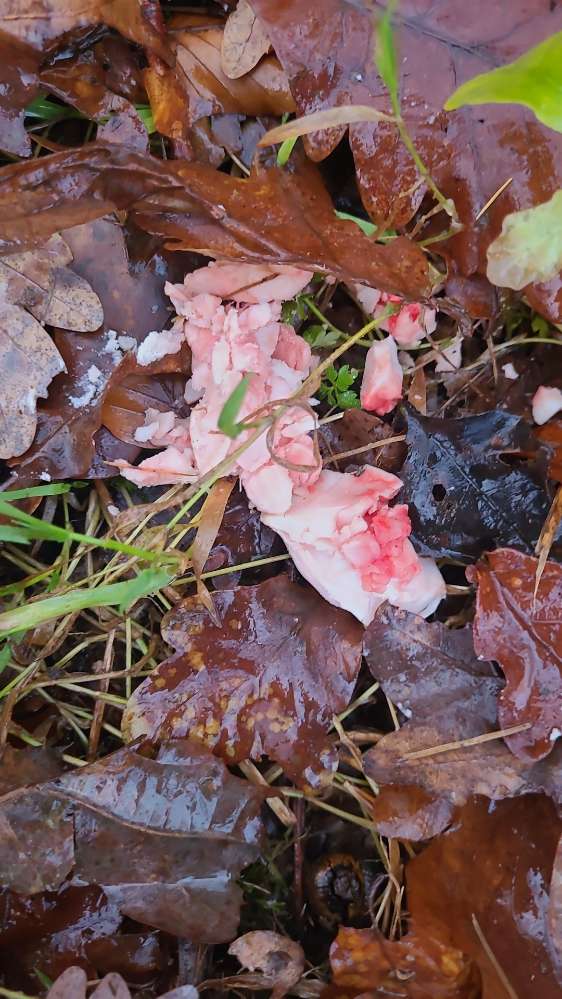 Giftköder-Fleisch-Profilbild