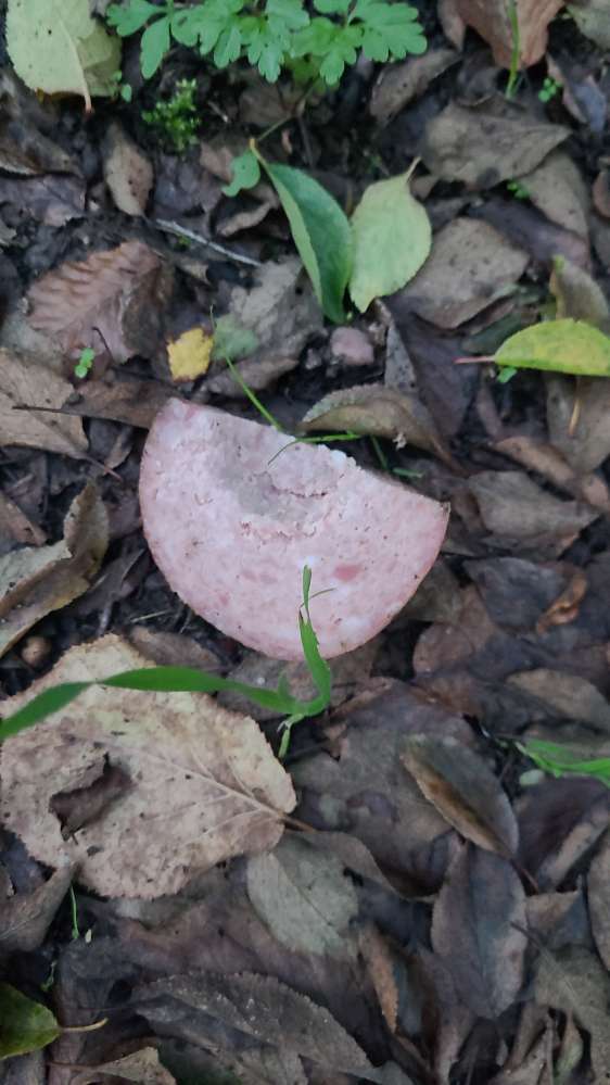 Giftköder-Wurst im hohen Gras-Profilbild