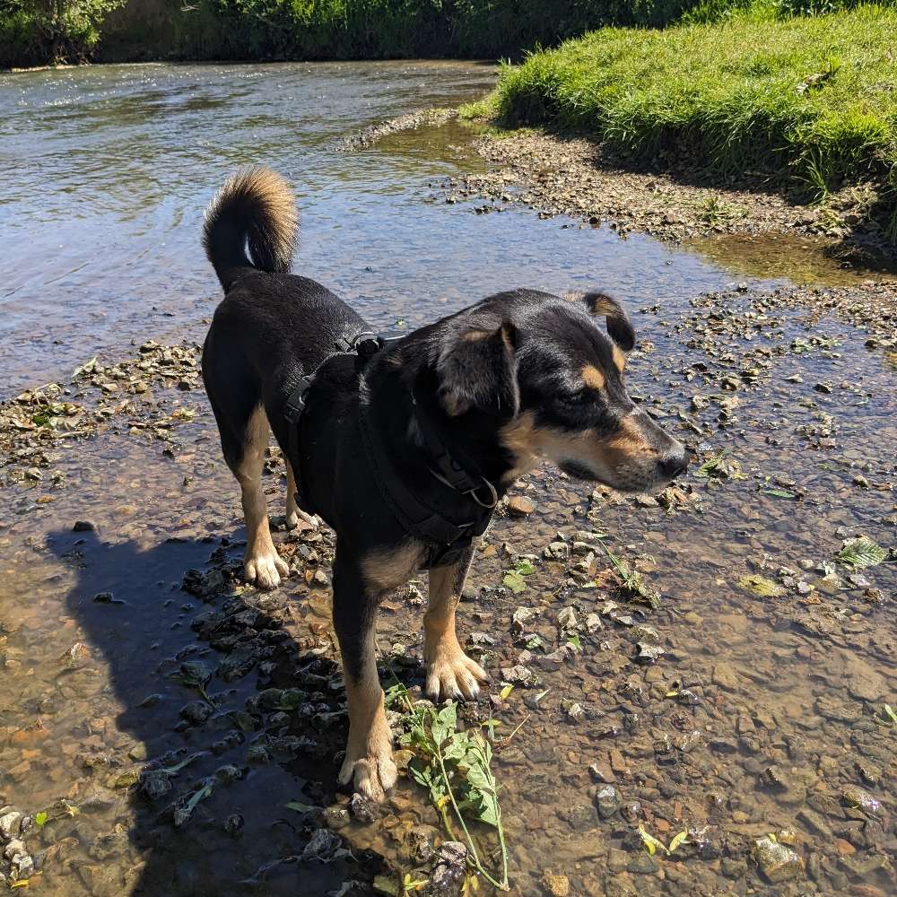 Hundetreffen-Gemeinsame Spaziergänge in und um Aachen-Profilbild