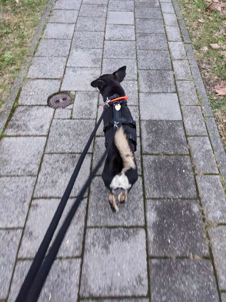 Hundetreffen-Gemeinsame Spaziergänge in und um Aachen-Profilbild