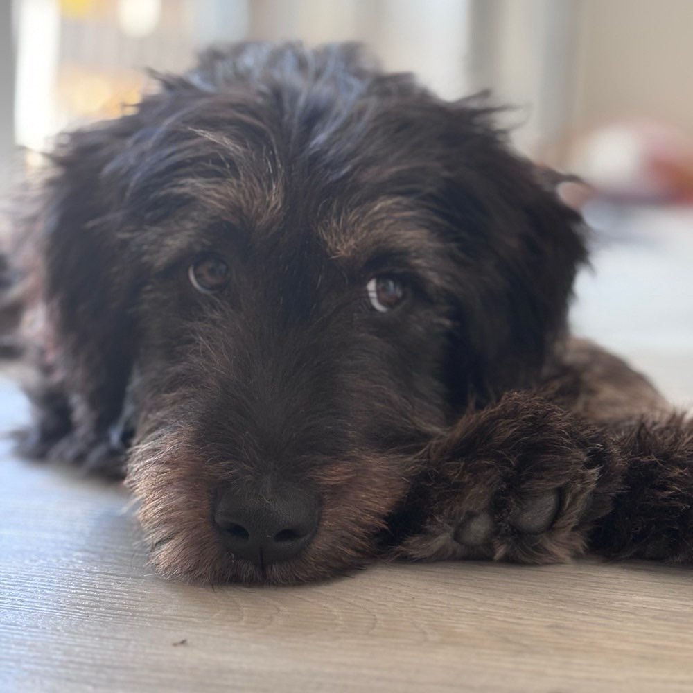 Hundetreffen-Spazierbuddy Oststadt-Profilbild