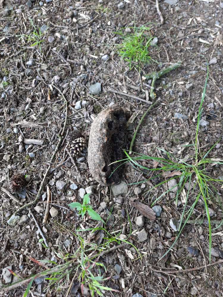 Giftköder-EPS Nest am Boden-Profilbild