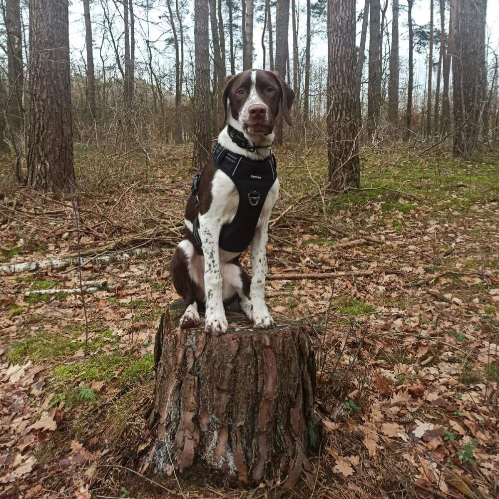 Hundetreffen-Junghund- / Hundespielen, Training und Gassi-Runde-Profilbild