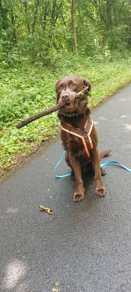 Hundetreffen-Gemeinsame Gassi Runde-Profilbild