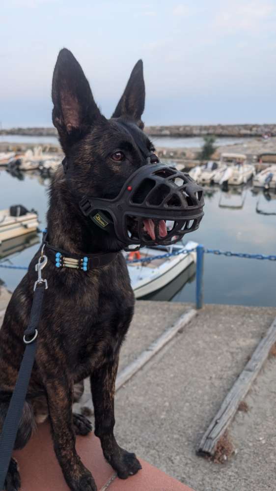 Hundetreffen-Rüpel Junghund sucht standfeste Gassibegleitung-Profilbild