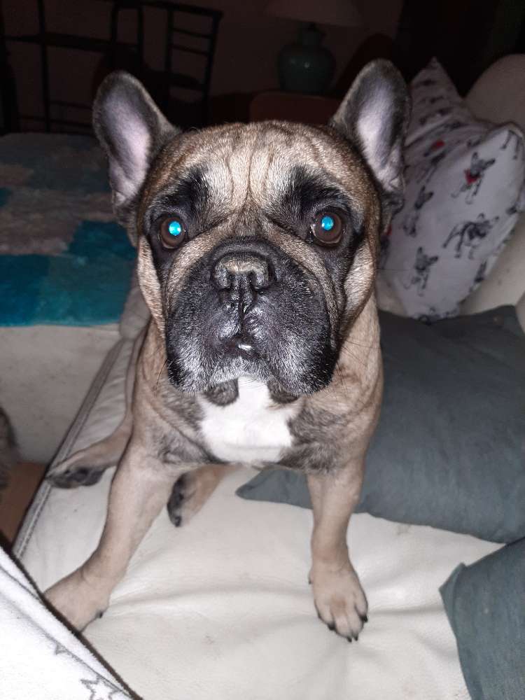 Hundetreffen-Wer ist so lieb wie ich und auch ein Bulli ich bin schon 2x gebissen worden und habe mich nicht gewe-Profilbild