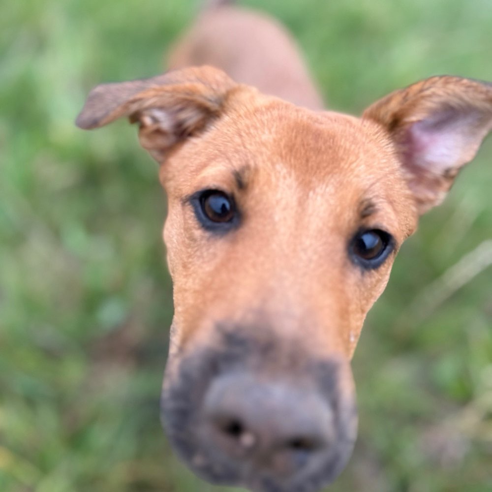 Hundetreffen-Fellnasen-Meeting – Spaß & Spiel & Gassi-Profilbild