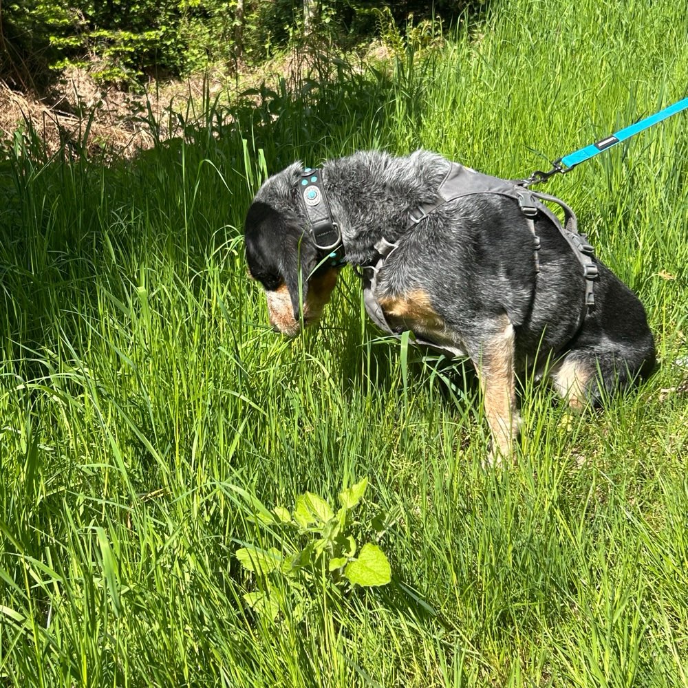 Hundetreffen-Gassirunde-Profilbild