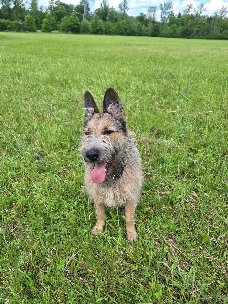 Hundetreffen-Hundekumpel zum Spielen gesucht 🐶-Profilbild