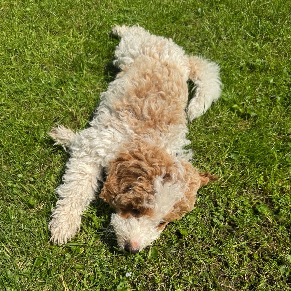 Hundetreffen-Welpentreffen im Hackhauserwald-Profilbild