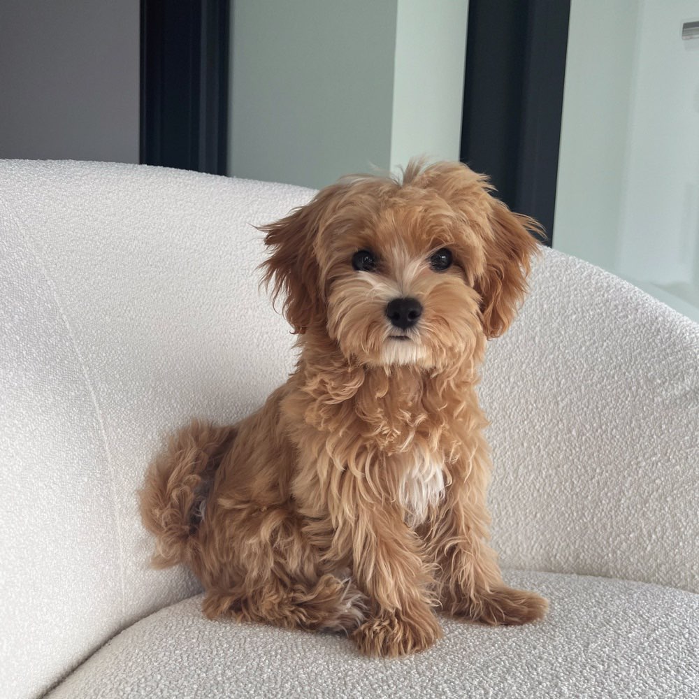 Hundetreffen-Welpen Spaziergang Sachsenhausen-Profilbild