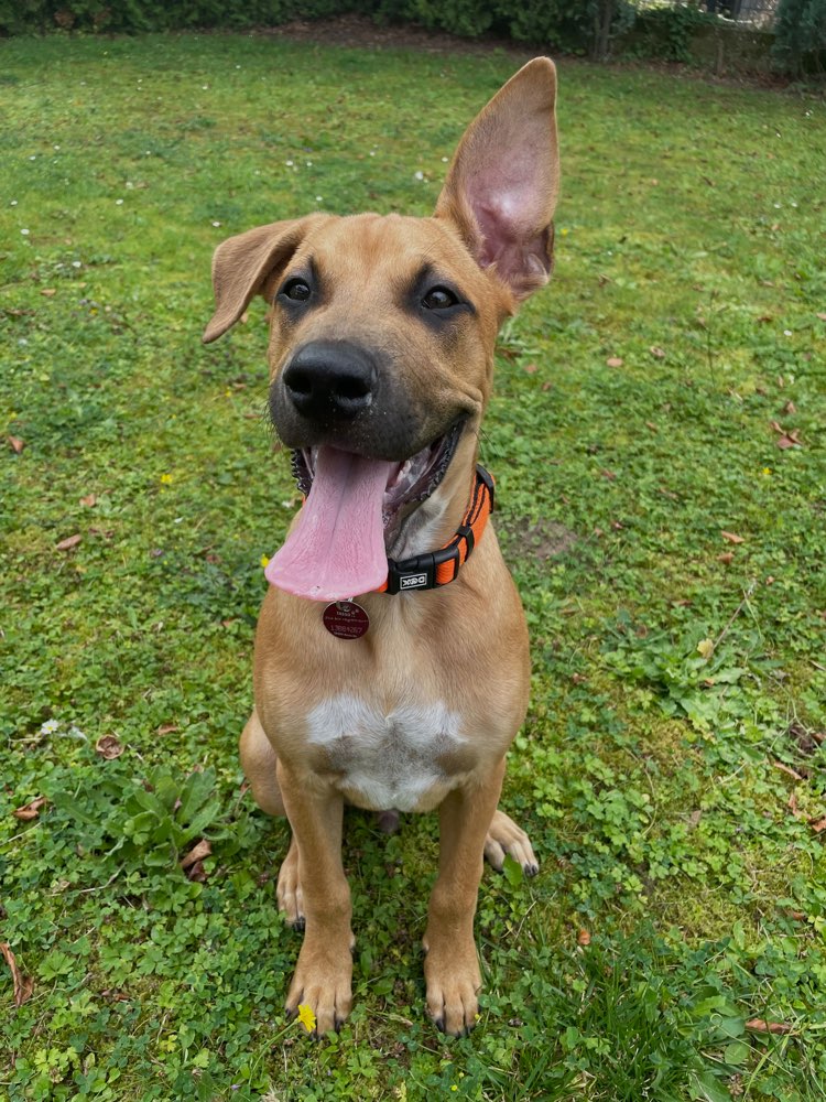 Hundetreffen-Junghund treffen für große Rassen (51107)-Profilbild