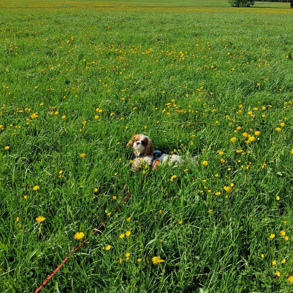 Hundetreffen-Spaziergang an der Leine-Profilbild