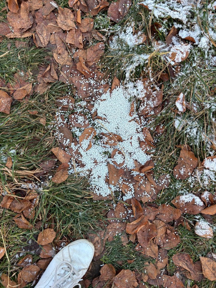 Giftköder-Komisches Zeug-Profilbild