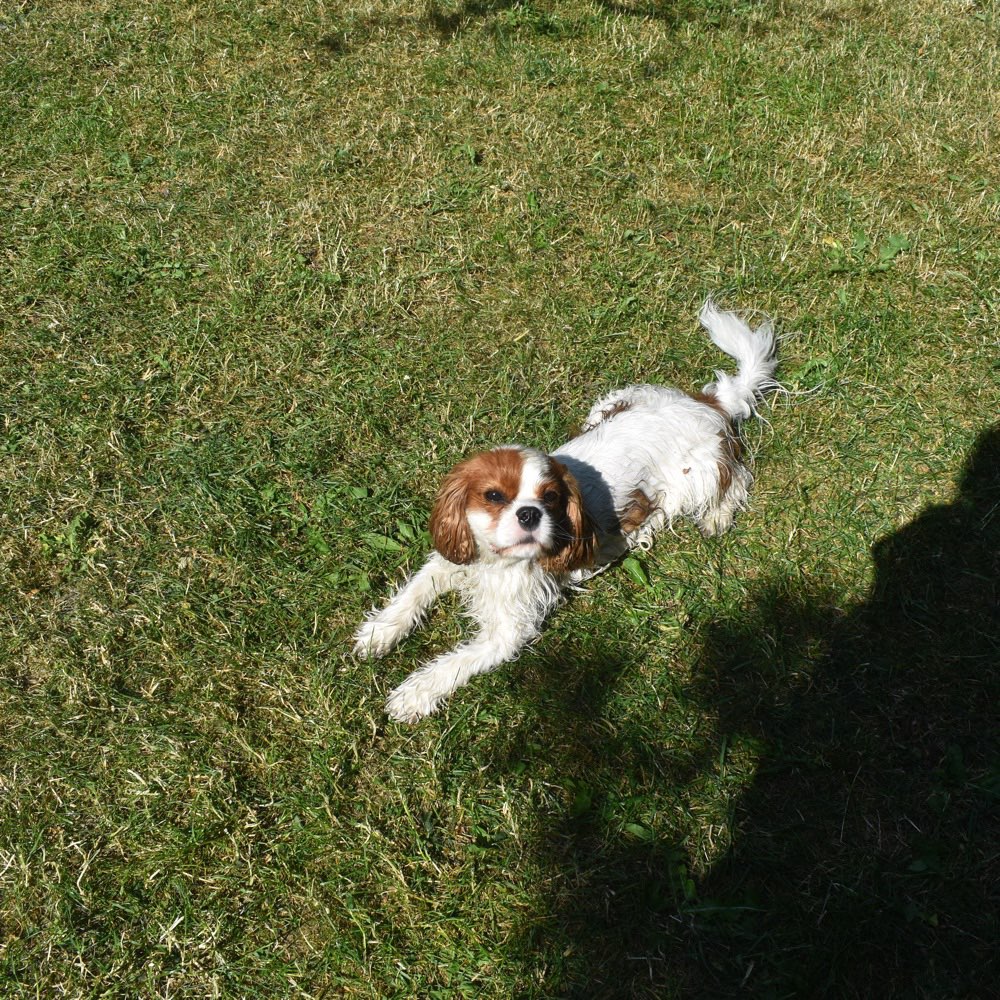 Hundetreffen-Treffen zum gemeinsamen spazieren-Profilbild