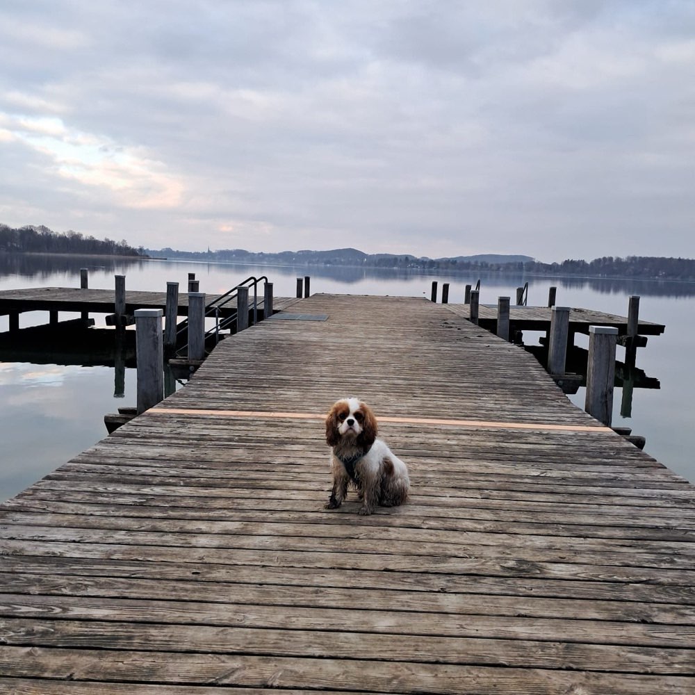 Hundetreffen-Gemeinsamere Wanderungen/Spaziergänge in/um München-Profilbild