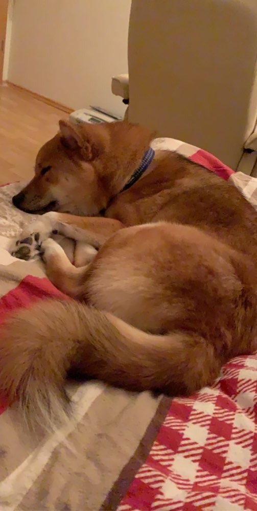 Hundetreffen-Shiba inu treffen-Profilbild