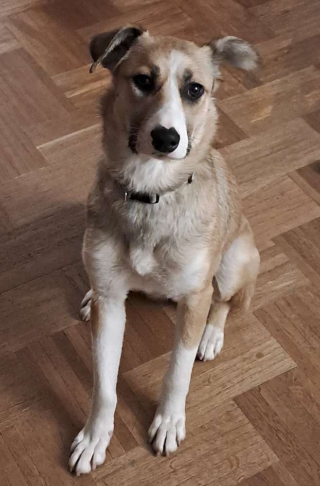 Hundetreffen-Abby sucht andere Hunde zum Toben-Profilbild