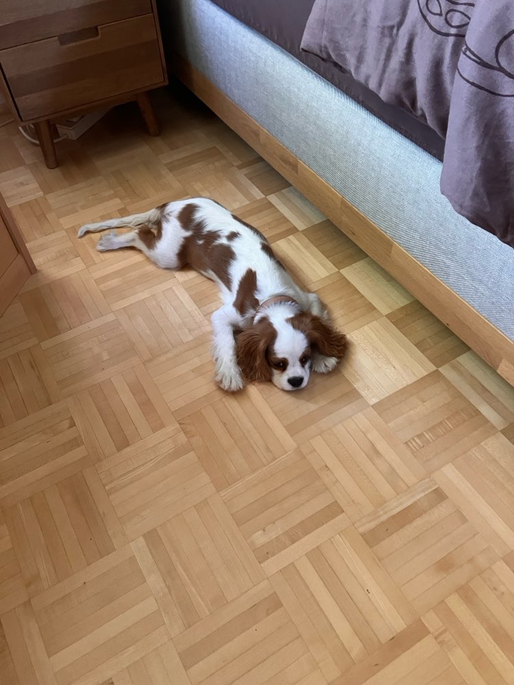 Hundetreffen-Welpen- und Junghundetreff-Profilbild