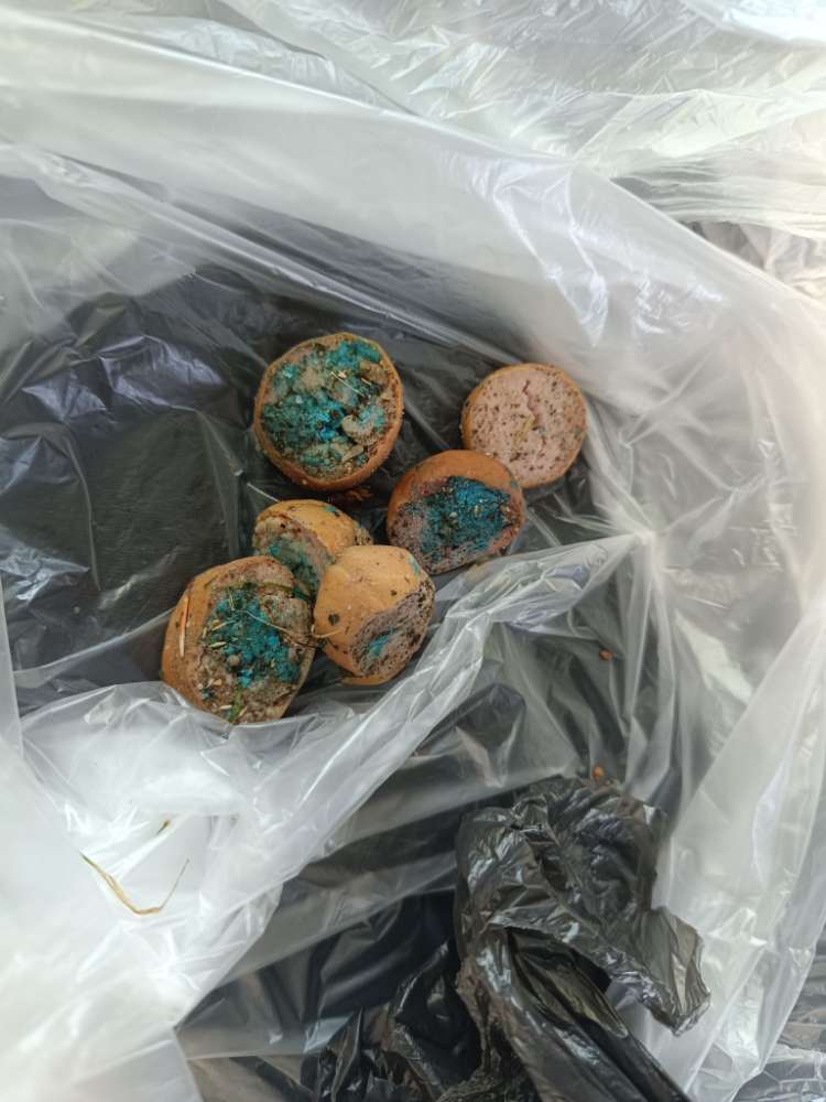 Giftköder-Giftköder-Profilbild