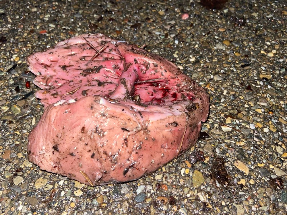 Giftköder-Schweinsohr mit Nägeln-Profilbild