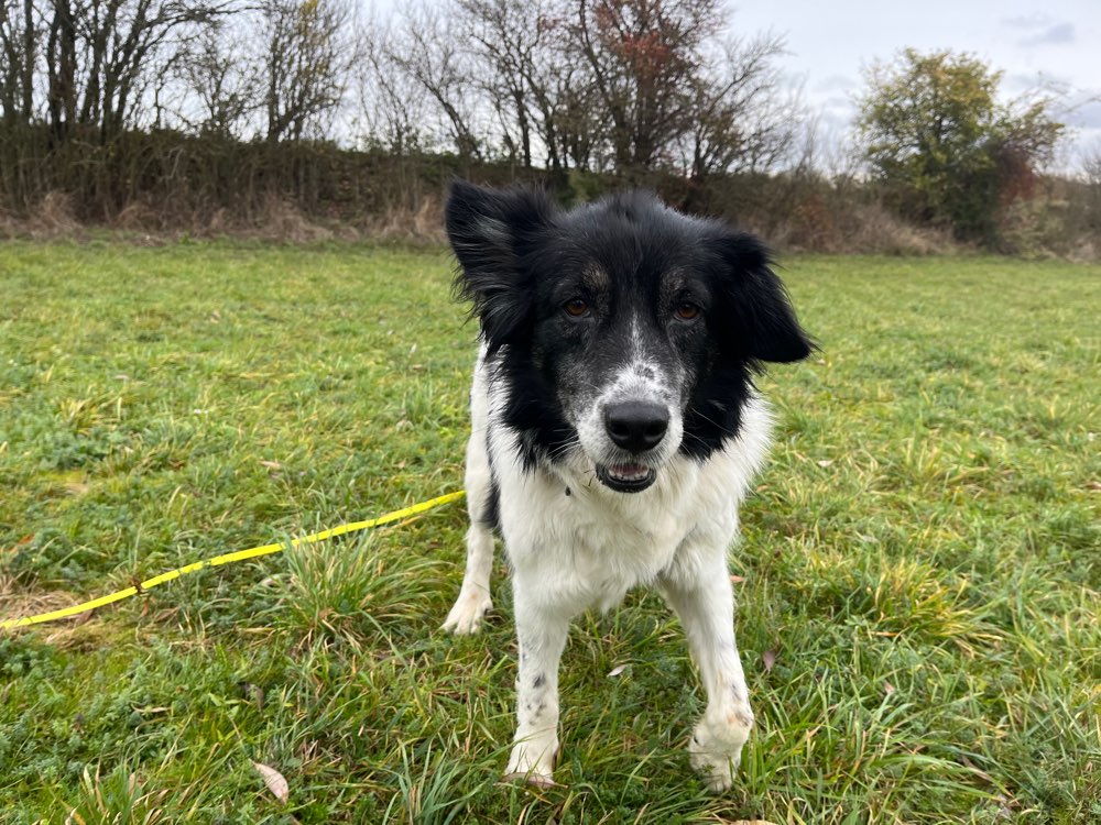 Hundetreffen-Gassi und Spieletreff-Profilbild