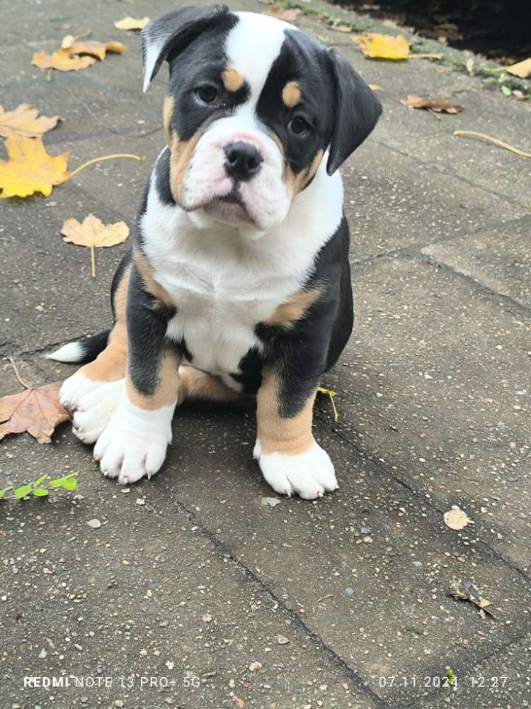 Hundetreffen-Welpentreff Höltigbaum-Profilbild