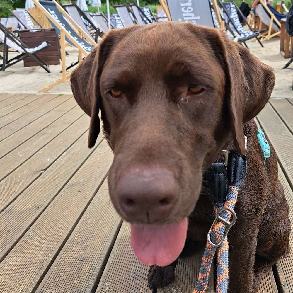 Hundetreffen-Spaziergang Spielen-Profilbild