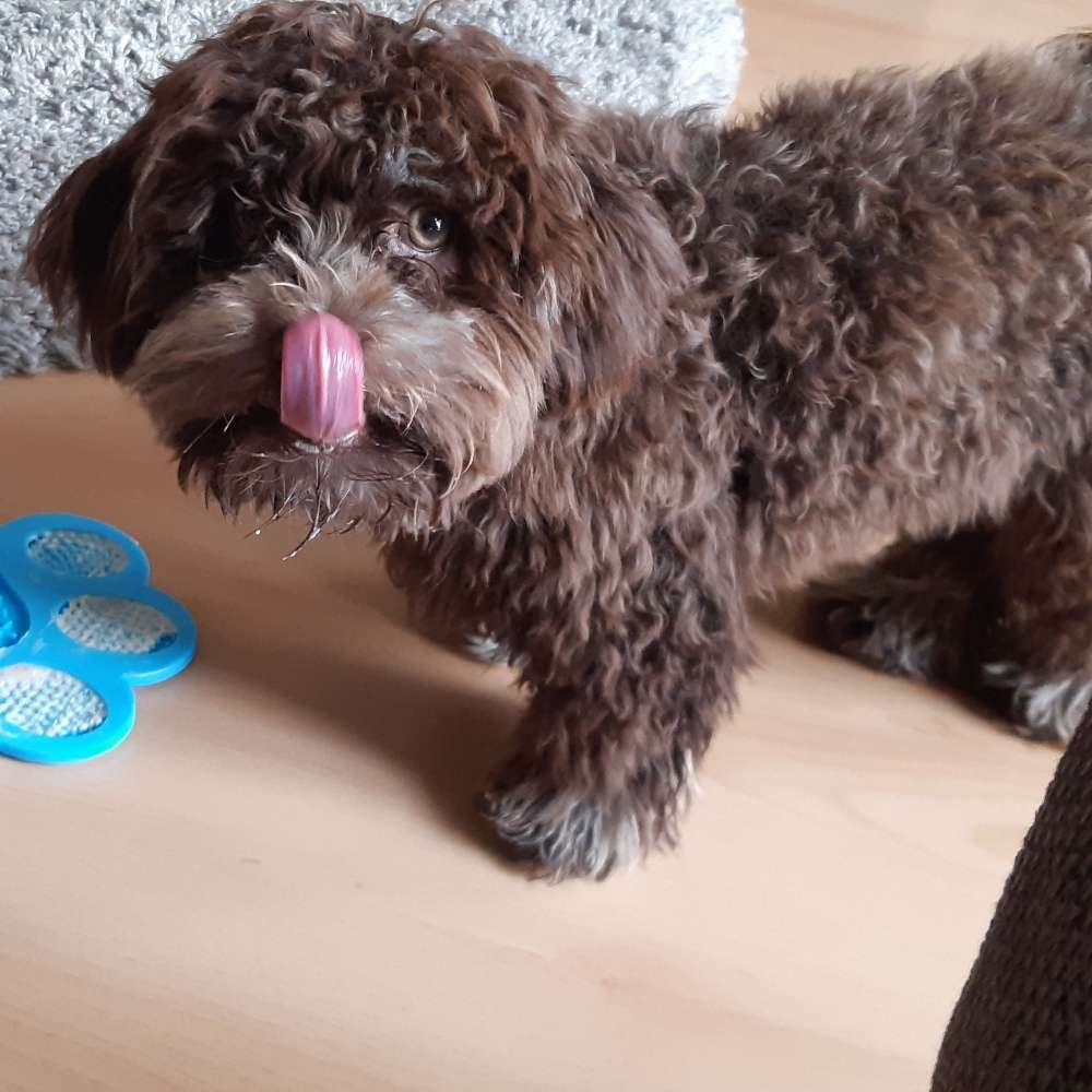 Hundetreffen-Toben und Spielen-Profilbild