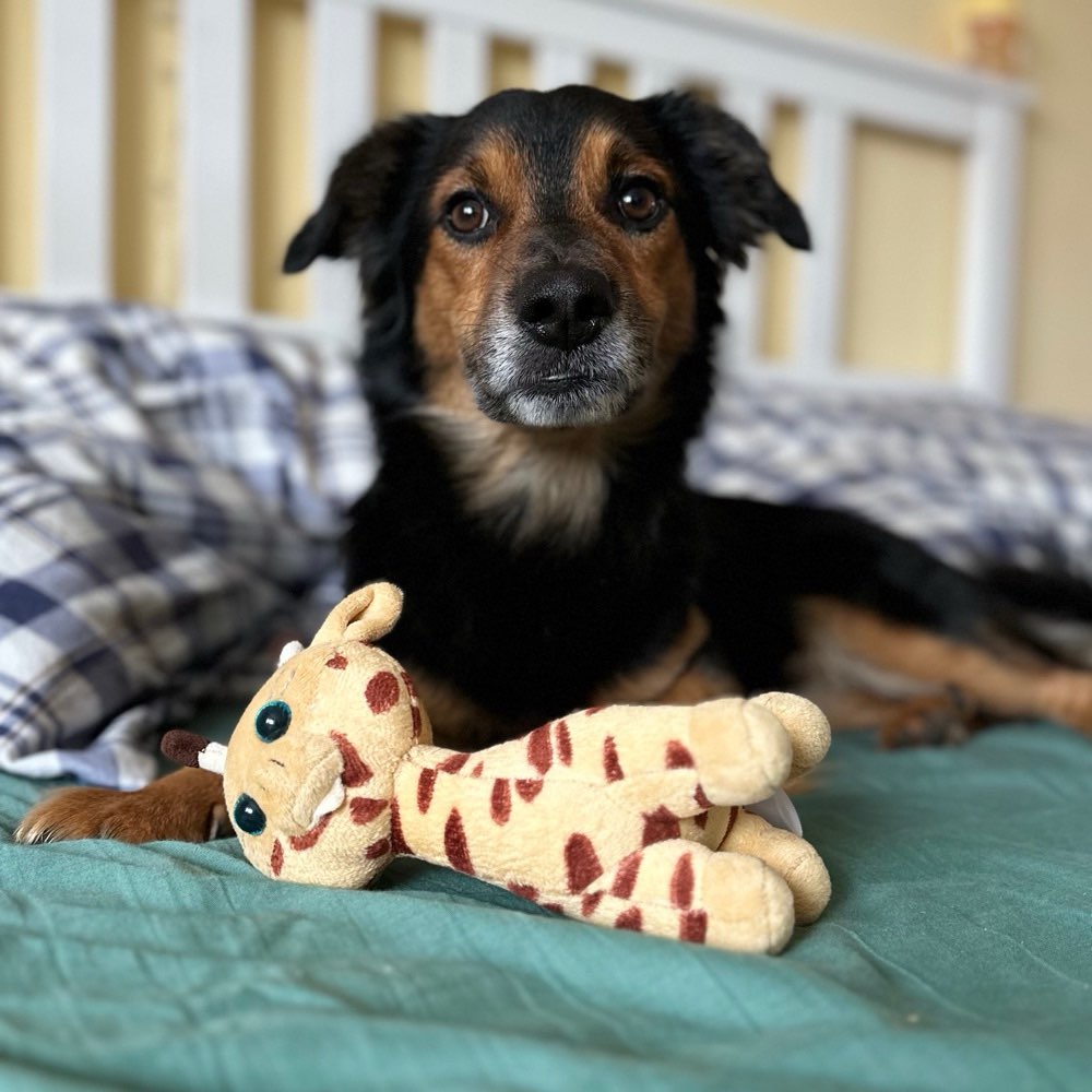 Hundetreffen-Spielrunden oder Gassi oder Sozial Kontakte-Profilbild