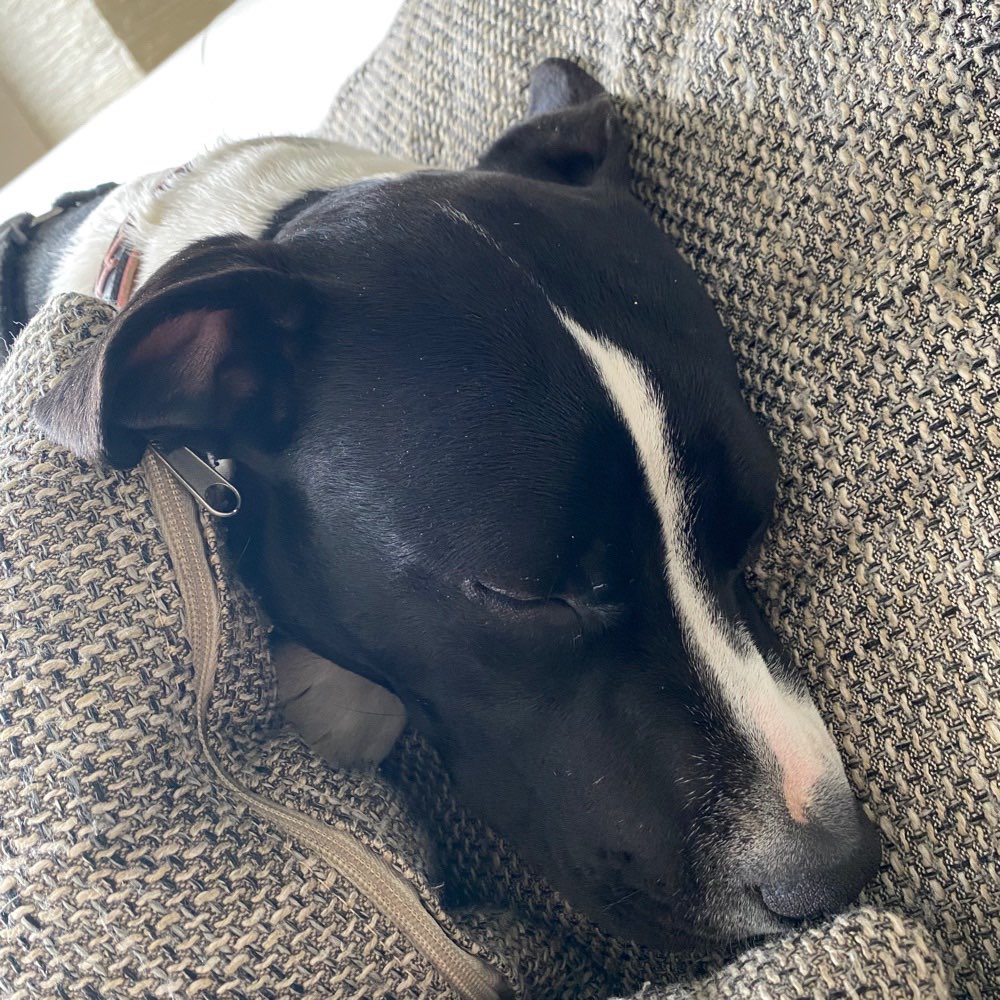 Hundetreffen-Suche H&M Teams um mit meiner Hündin Begegnungen zu üben-Profilbild