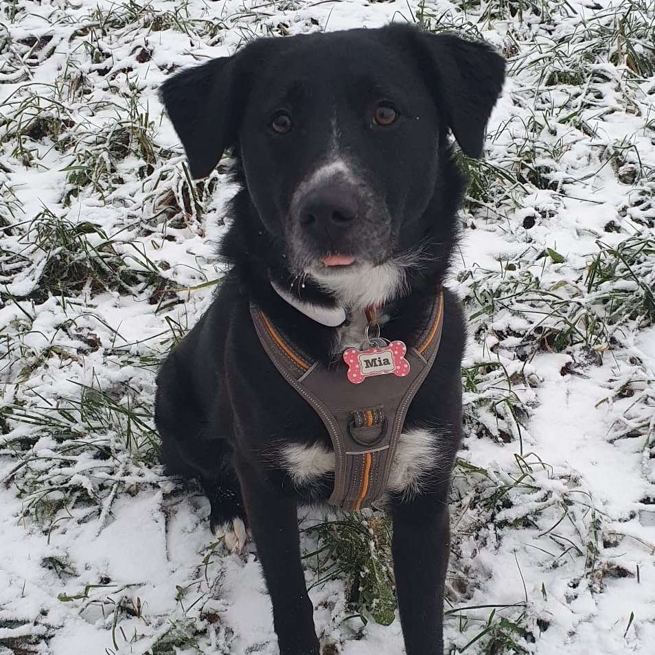 Hundetreffen-Zusammen Sparzieren gehen-Profilbild
