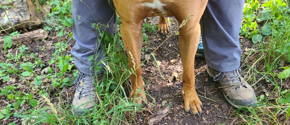 Hundetreffen-Suche Spielpartner-Profilbild