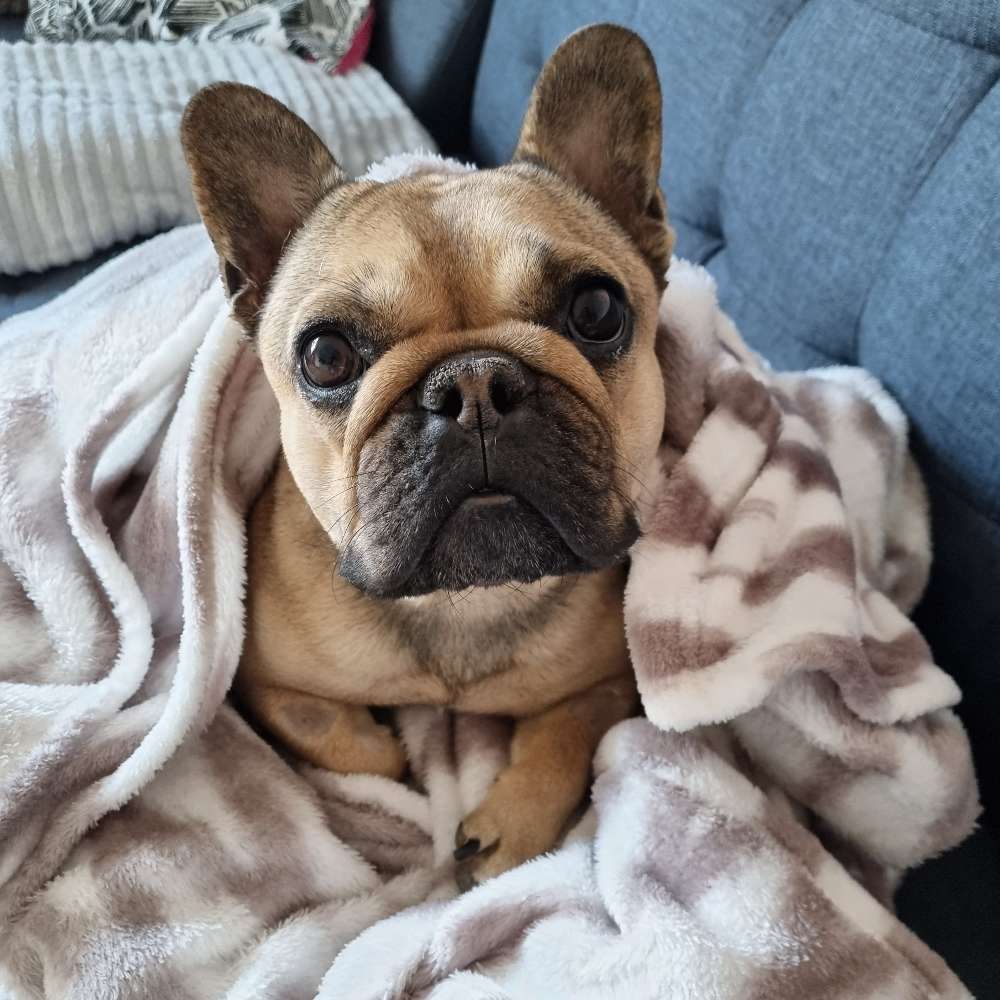 Hundetreffen-Gassi gemeinsam-Profilbild