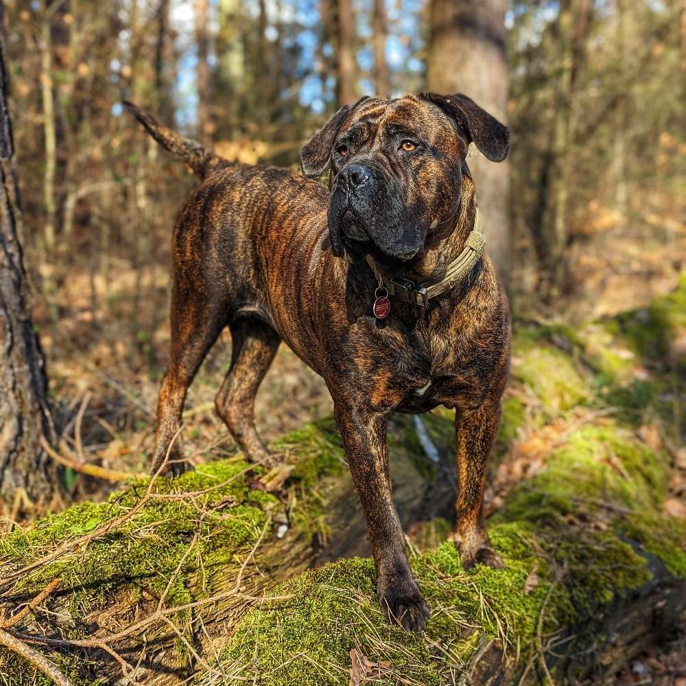 Hundetreffen-Tarja sucht Hunde zum Spazieren, Kontakte knüpfen und Spielen-Profilbild