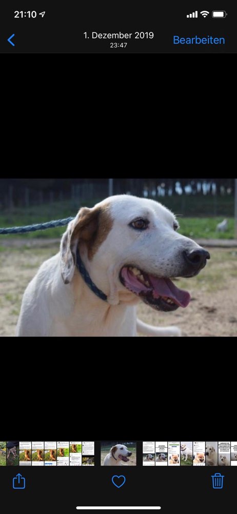 Suchmeldung-Boleta-Profilbild