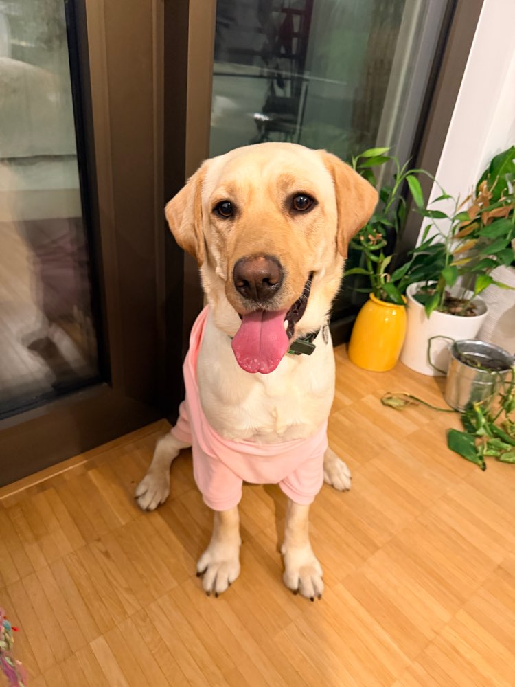 Hundetreffen-Training partner for Buffy-Profilbild