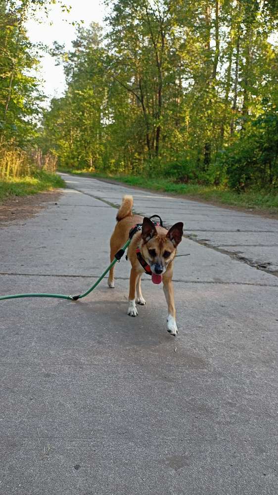 Hundetreffen-Gemeinsame Spaziergänge-Profilbild