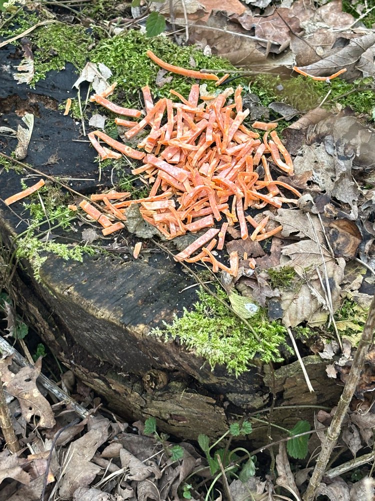 Giftköder-Vermute Gift Köder-Profilbild