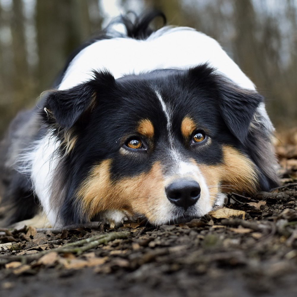 Hundetreffen-Trainings Spaziergang-Profilbild