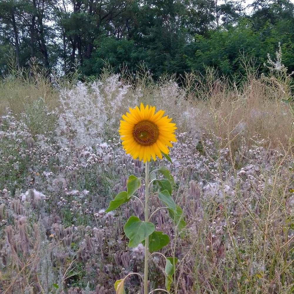 Hundetreffen-Spazieren in Linden (Forst)-Profilbild
