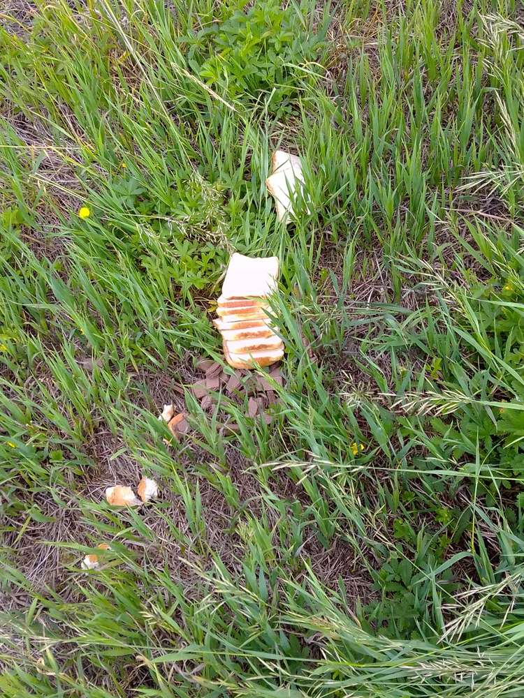 Giftköder-eventueller giftköder-Profilbild