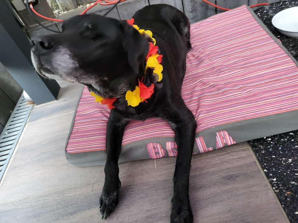 Hundetreffen-Seniorentreff-Profilbild